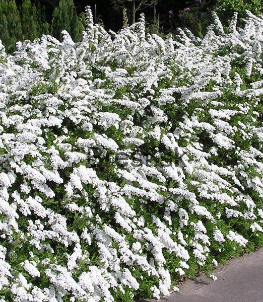 Spiraea cinerea 'Grefsheim'